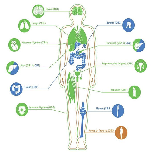 The Entourage Effect: Why Full-Spectrum CBD Works Better 🌿✨ - Inspired Life UK