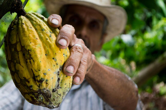 The Health Benefits of Cocoa 🍫✨ - Inspired Life UK